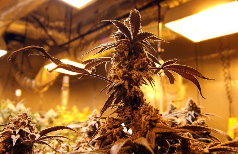 Medical Cannabis FIFO workers